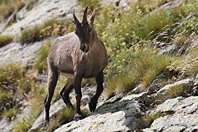 Capra ibex